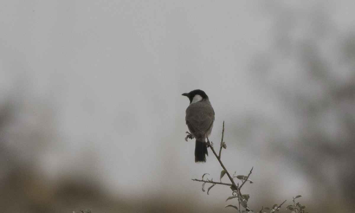 White-eared Bulbul